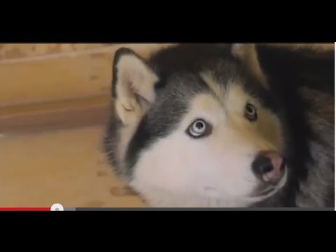 Полтава-ТВ. 10 выпуск